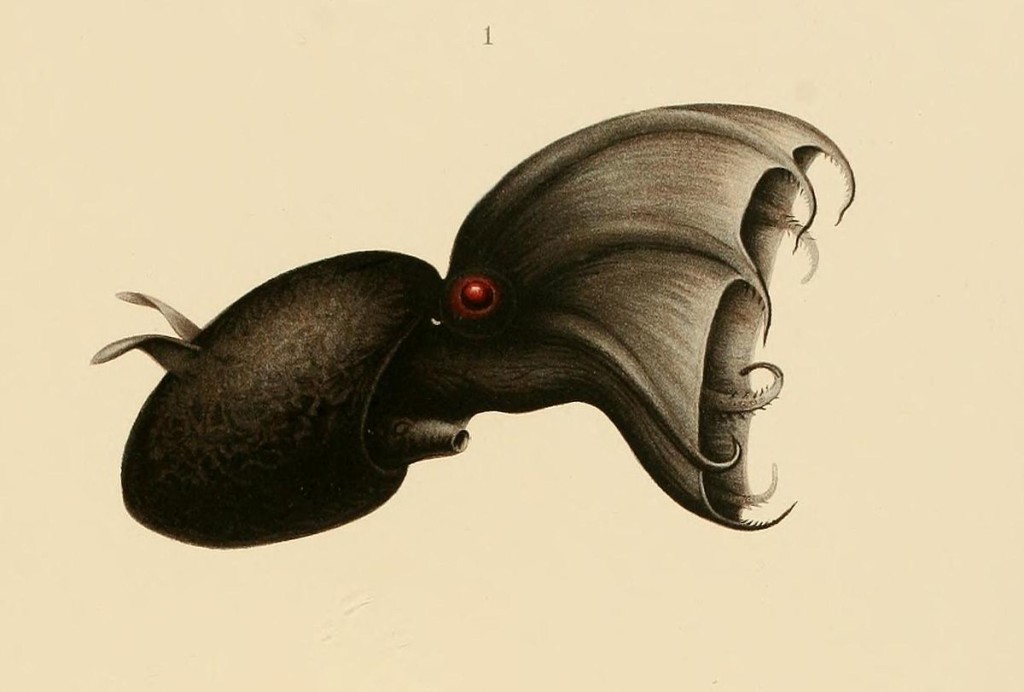 1200px-Vampyroteuthis_infernalis_Chun_1910